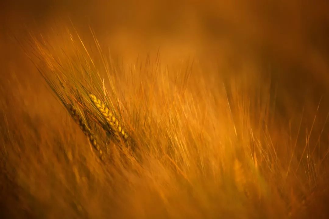 有一种智慧，叫遇事不盲目较劲！