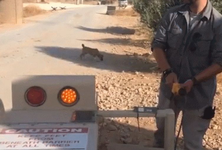 美国人跑了，狗还在！