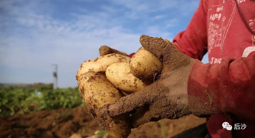 作孽还是民主？乌克兰混成武器“乞丐”，连土豆都不能自足！