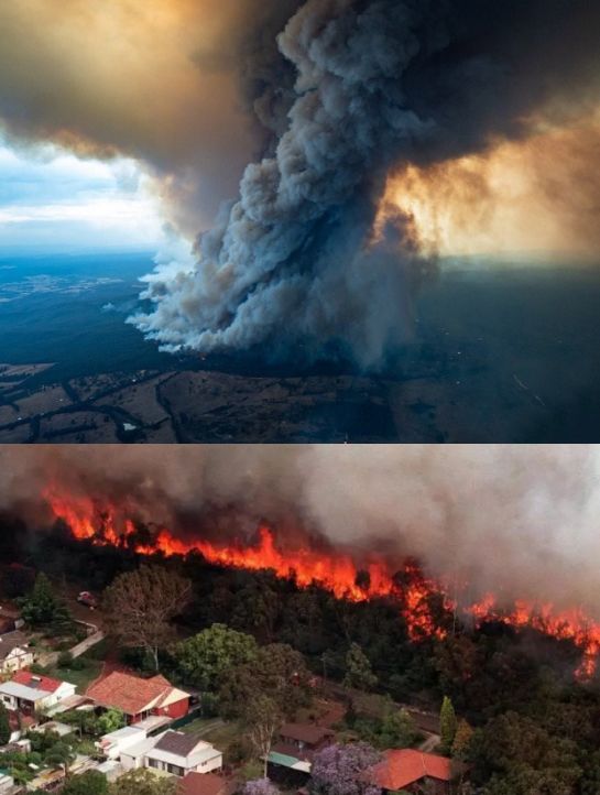 愚蠢的澳洲白左，让5亿野生动物被烧死！