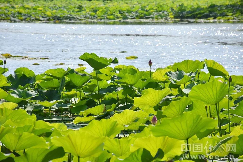 世上所有的福气，都是你积攒的善良和努力！