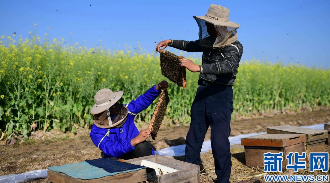 蜜蜂转场被阻，耽误农作物授粉！
