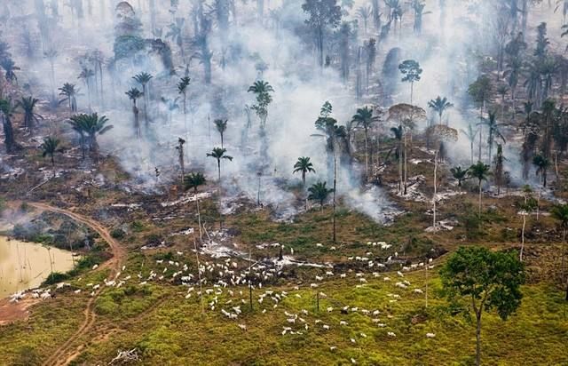 中国人吃肉导致巴西森林灭亡？嘴上环保主义，暗里全是生意！