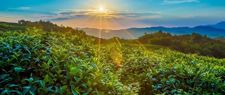 春天的太阳，是人体的万能补药！