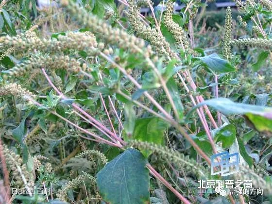 一条被忽视的新闻里藏着惊天阴谋！