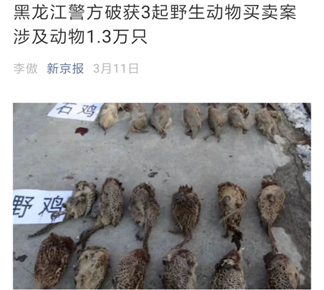 为何中国现阶段还解决不了野生动物问题！