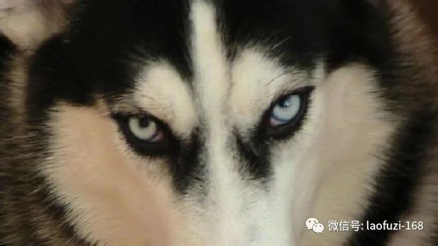 蓦然回首：一群“白眼狼”！