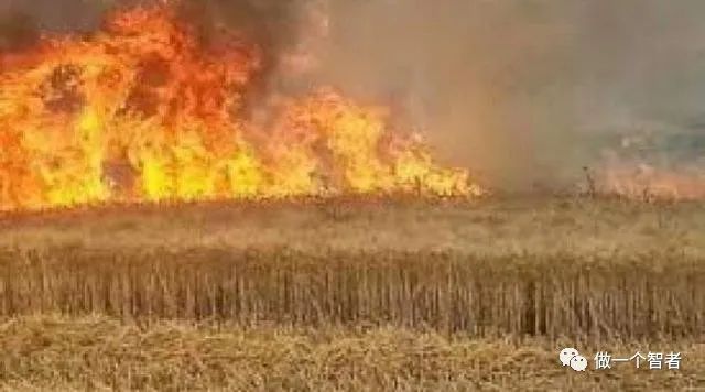 太缺德，美军不甘心叙利亚战争失败，放火烧了叙利亚2万公顷小麦！