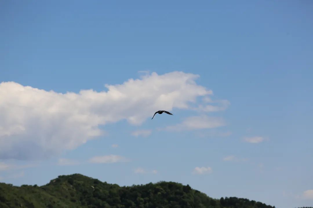 川建国背后的中国历史与现实！