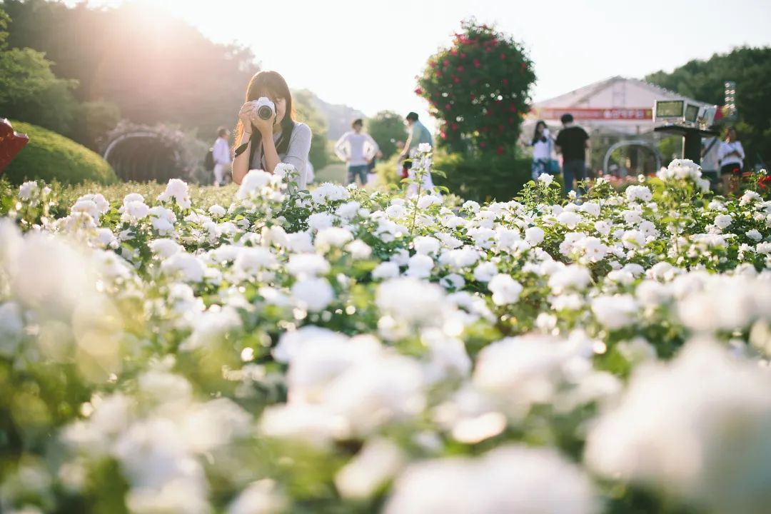 熟谷常弯腰，智者常温和！
