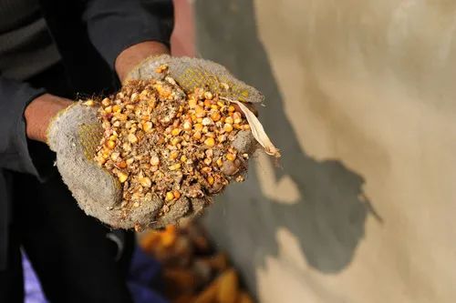 触目惊心！每年损失掉一个四川省的粮食产量…