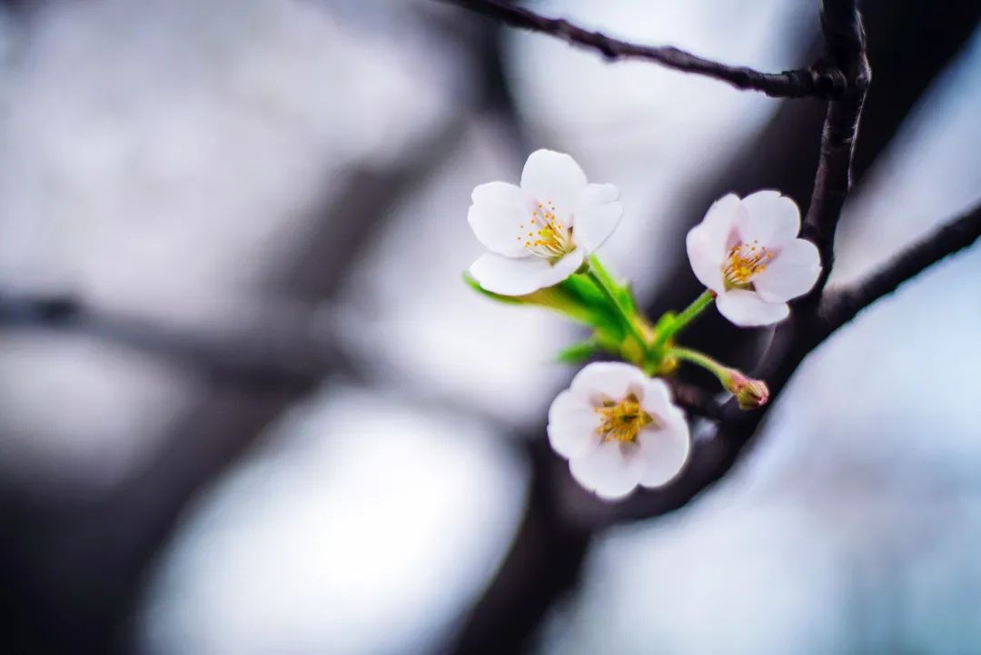 人活到极致，是素心！