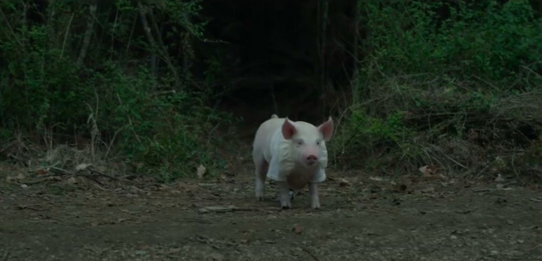 中国猪事：周期、运动和金融！