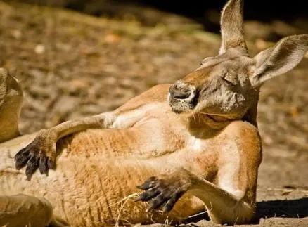 袋鼠国，其实很纠结！