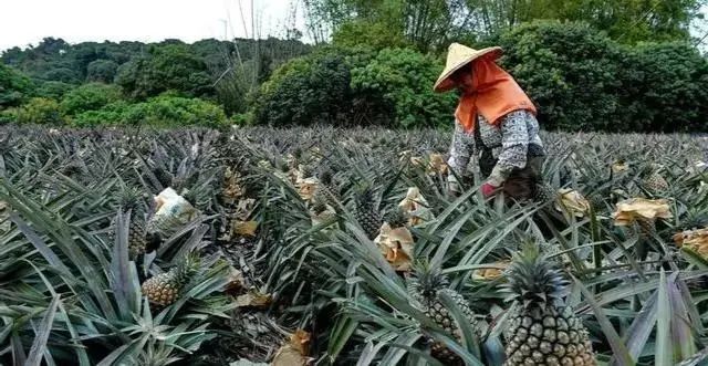 澳大利亚“重金”下单台湾菠萝？蔡英文兴奋，澳农民不干了！