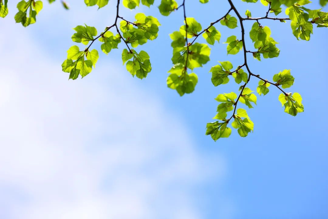 春分｜顺时养生，百病皆消！