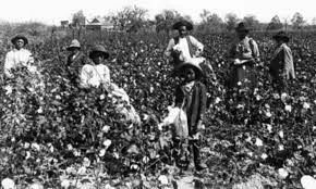 为什么是棉花？它在西方帝国历史上沾满血与泪！