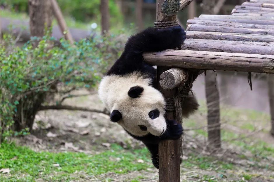 这个省的老龄化，必须得到重视！
