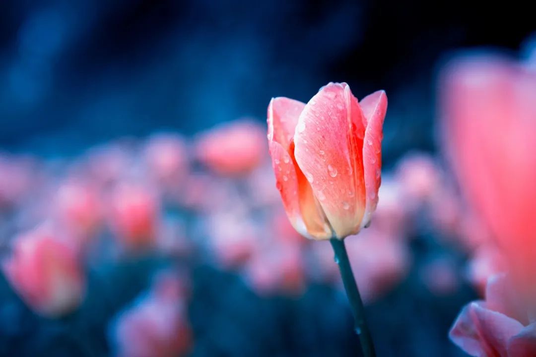 50条没人告诉你的人生经验（非常精辟）！