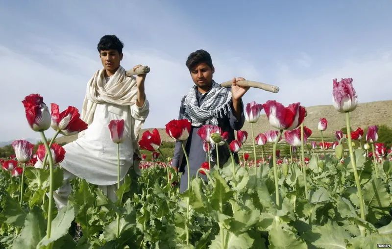 塔利班的禁毒政策能成功吗？