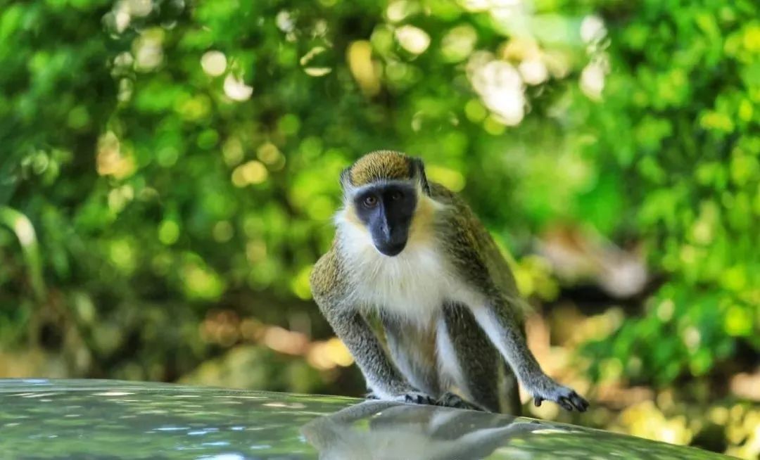 假如猴痘大规模爆发，中国应该怎么办？