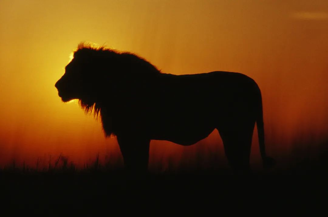 我从没见过比刘邦更厉害的领导者，真的！