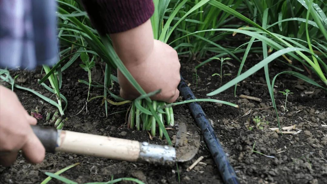 欧洲自愿当韭菜？