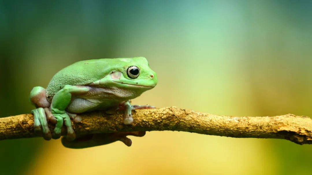 这一次，毒蛙们死定了！他们真的完了！