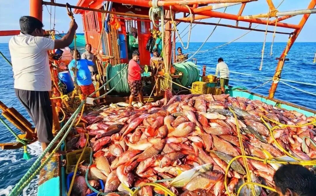 日本海鲜退场后，印度海鲜想要进军中国市场！