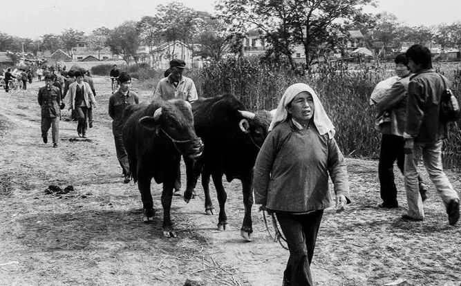 中国农民的养老金，现在急需上涨！