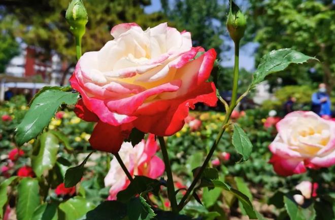 人到中年，关于母亲节的10点思考！