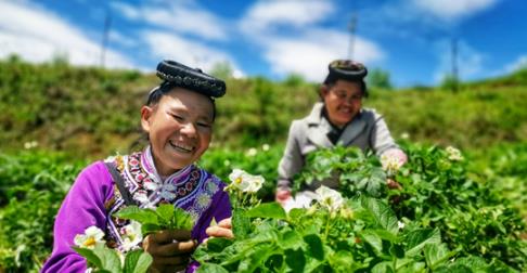 这个脱贫攻坚“大功臣”，也是300多年来中国粮食安全的捍卫者！