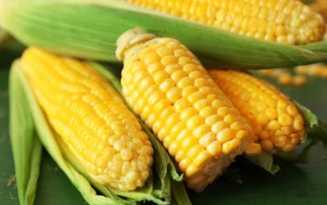 营养专家实力推荐：常吃「玉米」的人血糖不会太差！