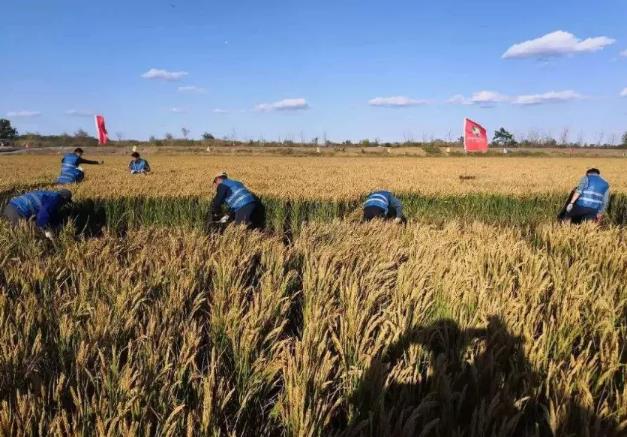 刚刚，中国甩出“王炸”，或可彻底解决粮食问题！