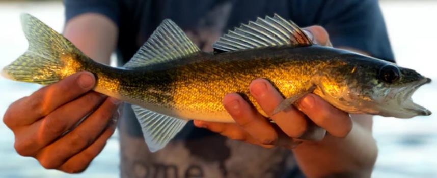 鱼类的“护心”功效再次被证实！EPA吃得越多，心血管越安全！