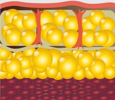 缺「脂肪」的人会变丑，请记住这个健康摄入量！