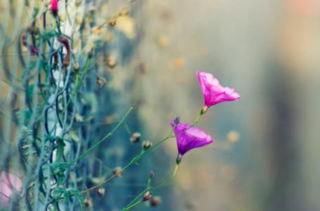 《红与黑》：人贪三样，一生白忙！