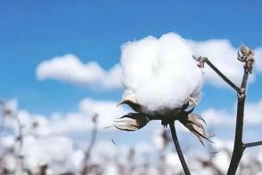 “抵制新疆棉花”，一场设计了一年多的阴谋！