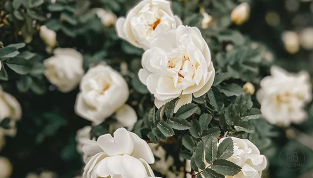 三十立什么，四十惑什么，五十知什么？