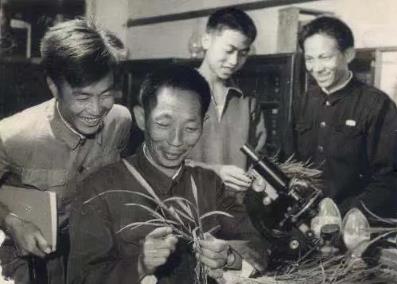 袁隆平口述: 决定杂交水稻命运的那篇文章是怎么写出的? 