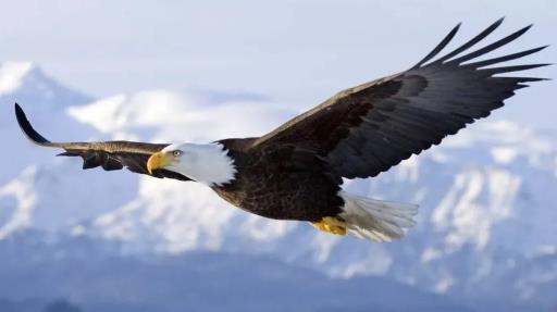 狐智、狼道、鹰谋（说的真好！）