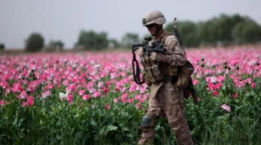 佛前开满罂粟花！