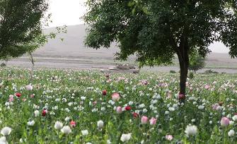 塔利班与阿富汗的毒品历史！