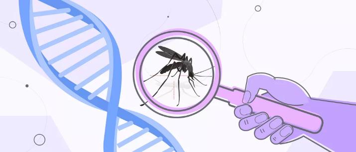 美国释放数亿转基因蚊，究竟意欲何为？