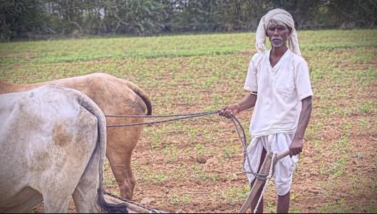 艰难的印度农民：一年自杀过万，至少1亿人没有土地！