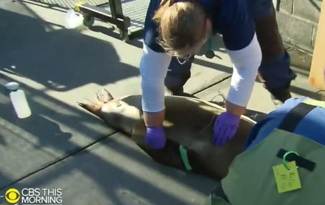 美国为何纵容日本排放核废水，真正原因找到了！