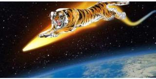 虎年的三只国际虎！