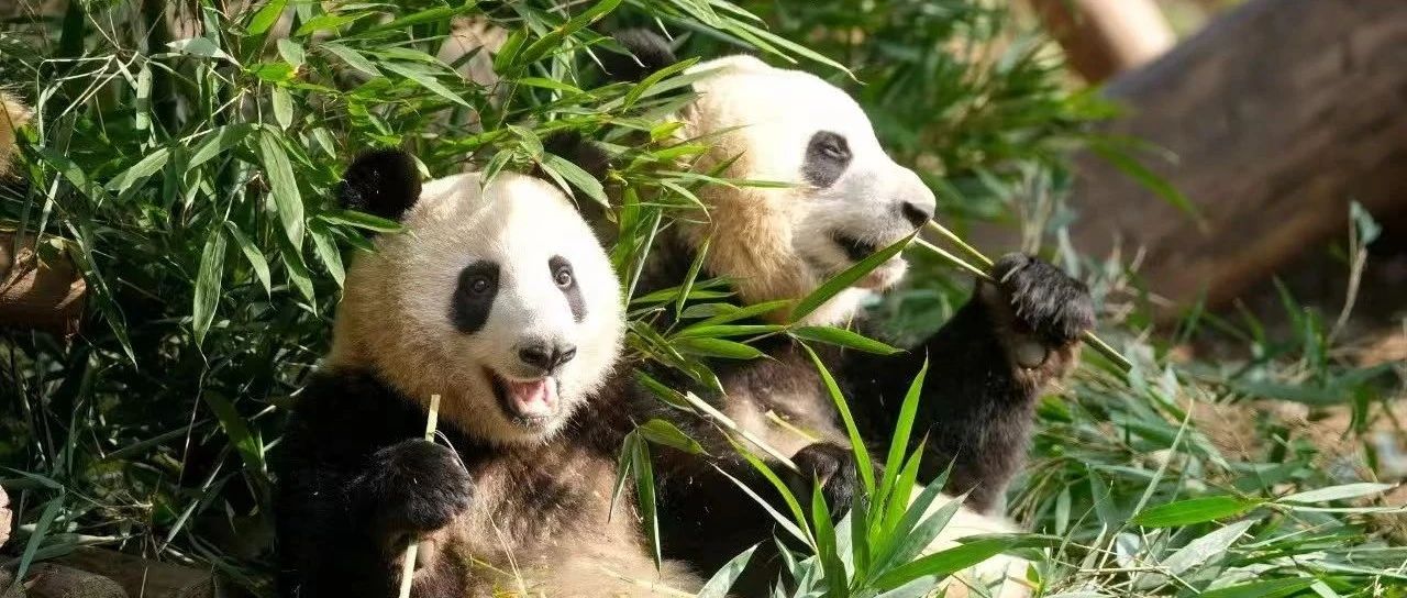 要乐观！