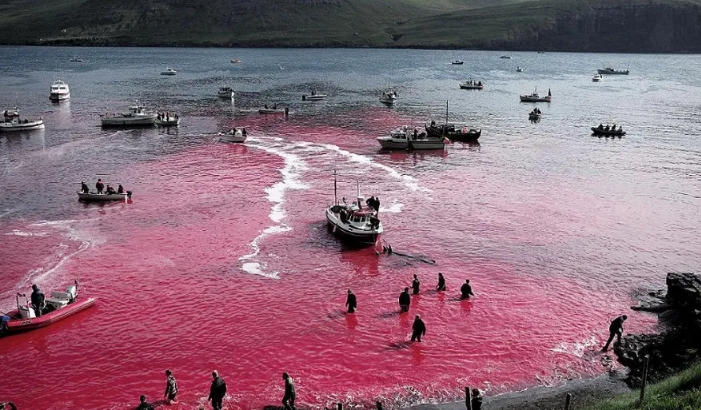 做汉奸能挣多少钱？日本已经官宣了！