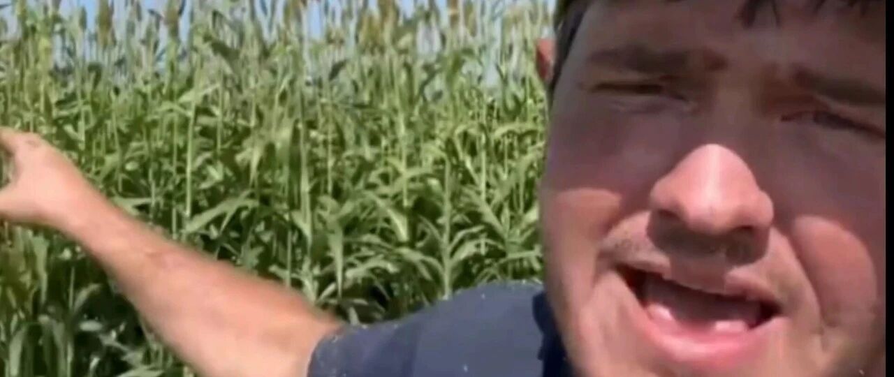 是谁害了美国农民？